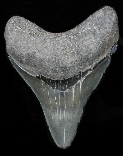 Serrated, Fossil Megalodon Tooth - Georgia #58089